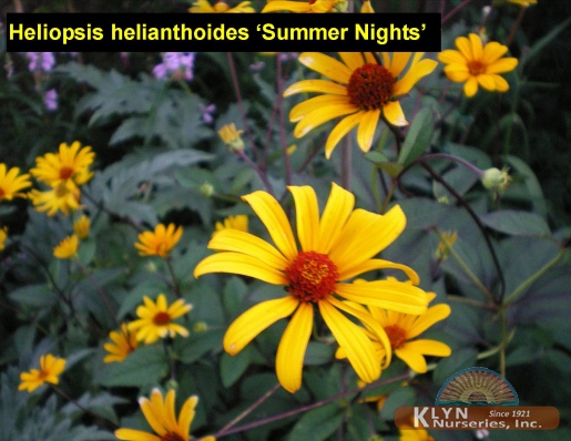 HELIOPSIS helianthoides 'Summer Nights' - False Sunflower