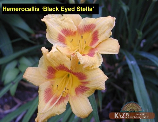 HEMEROCALLIS 'Black Eyed Stella - Black Eyed Stella Daylily