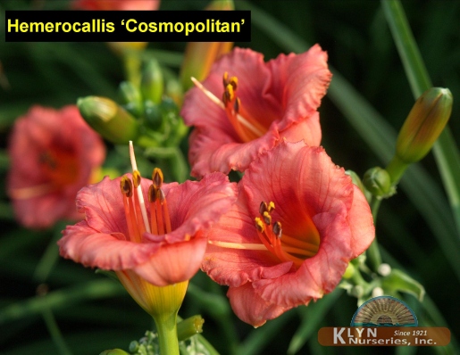HEMEROCALLIS 'Cosmopolitan' - Cosmopolitan Daylily