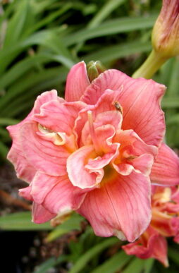 HEMEROCALLIS 'Cute As Can Be' - Cute As Can Be Daylily