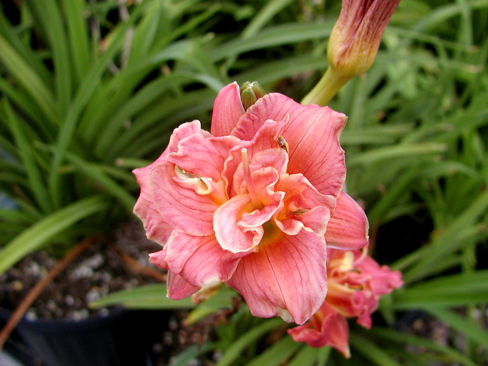HEMEROCALLIS 'Cute As Can Be' - Cute As Can Be Daylily