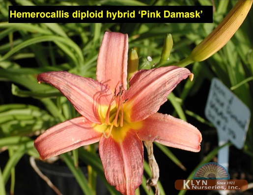 HEMEROCALLIS diploid hybrid 'Pink Damask' - Pink Damask Daylily