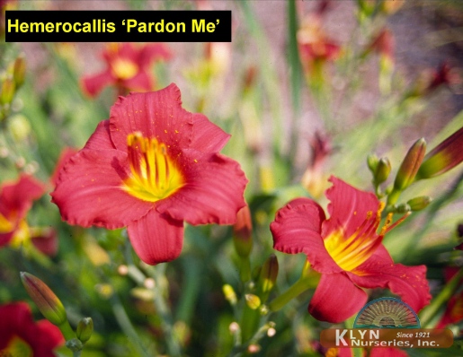 HEMEROCALLIS 'Pardon Me' - Pardon Me Daylily