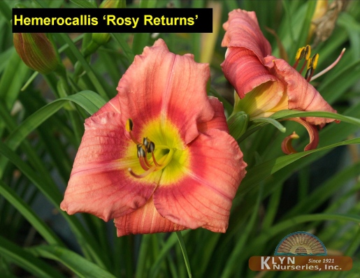 HEMEROCALLIS 'Rosy Returns' - Rosy Returns Daylily
