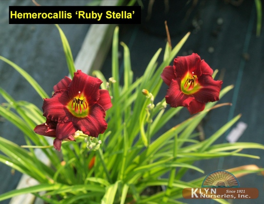 HEMEROCALLIS 'Ruby Stella' - Ruby Stella Daylily