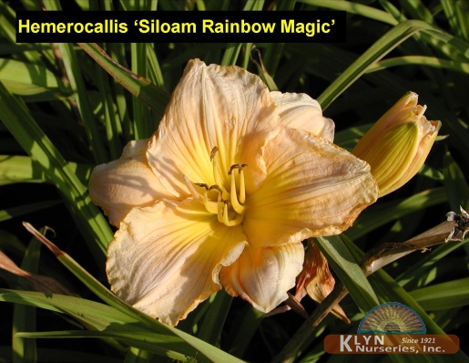 HEMEROCALLIS 'Siloam Rainbow Magic' - Rainbow Magic Daylily