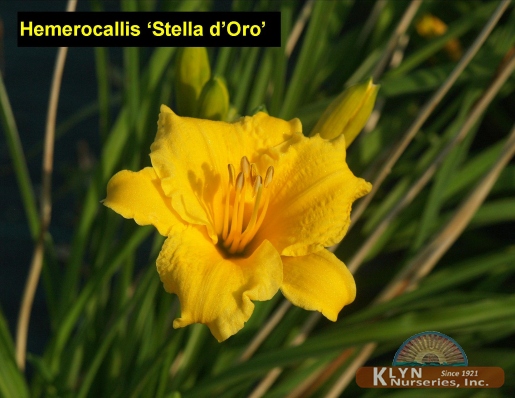 HEMEROCALLIS 'Stella d'Oro - Stella d'Oro Daylily