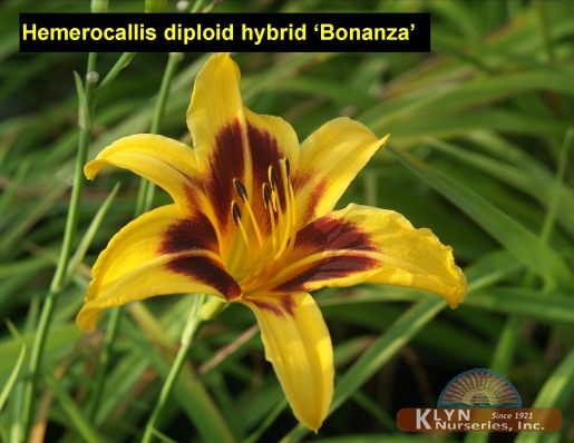 HEMEROCALLIS diploid hybrid 'Bonanza' - Bonanza Daylily