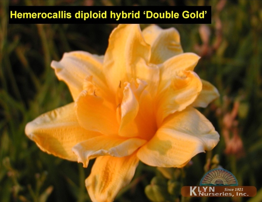  HEMEROCALLIS diploid hybrid 'Double Gold' - Double Gold Daylily