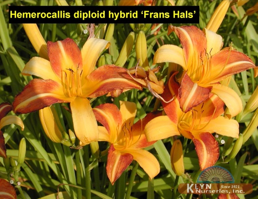 HEMEROCALLIS diploid hybrid 'Frans Hals' - Frans Hals Daylily