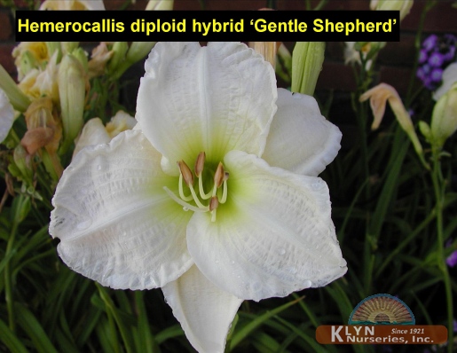 HEMEROCALLIS diploid hybrid 'Gentle Shepherd' - Daylily
