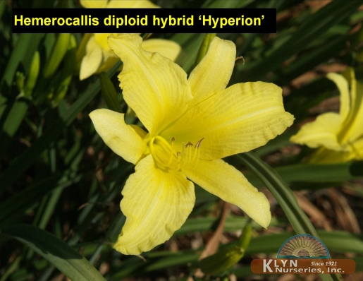 HEMEROCALLIS diploid hybrid 'Hyperion' - Hyperion Daylily