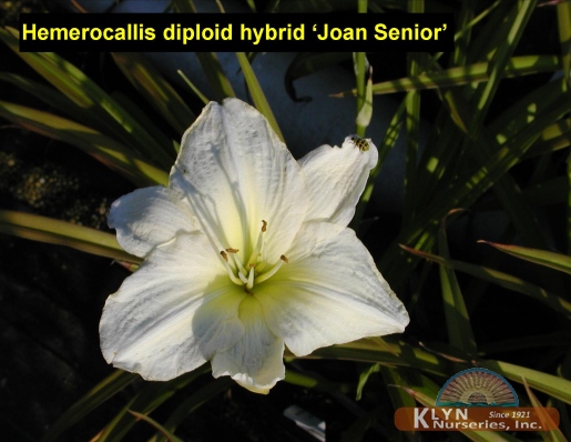 HEMEROCALLIS diploid hybrid 'Joan Senior' - Joan Senior Daylily
