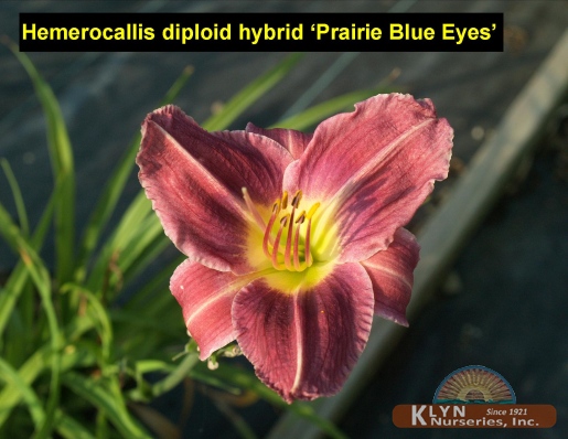HEMEROCALLIS diploid hybrid 'Prairie Blue Eyes' - Daylily