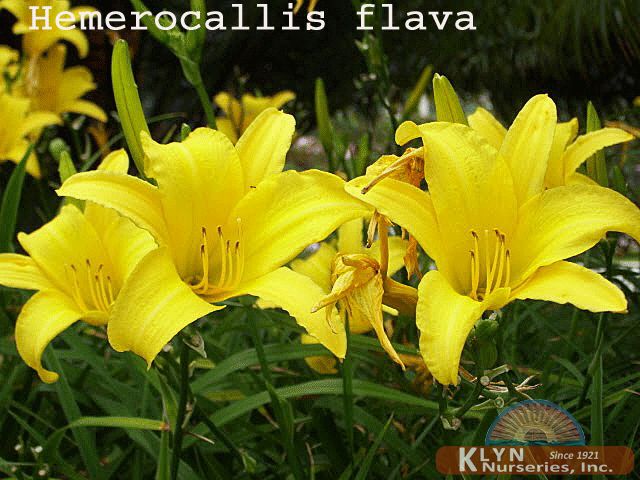 Hemerocallis flava-Lemon Lily