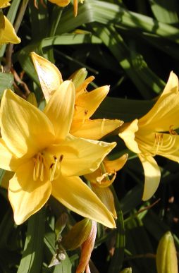 HEMEROCALLIS middendorfii - Lemon Lily Daylily