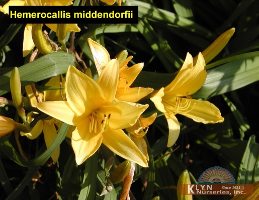 HEMEROCALLIS middendorfii - Lemon Lily Daylily