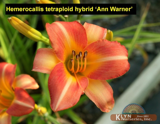 HEMEROCALLIS tetraploid hybrid 'Ann Warner' - Ann Warner Daylily