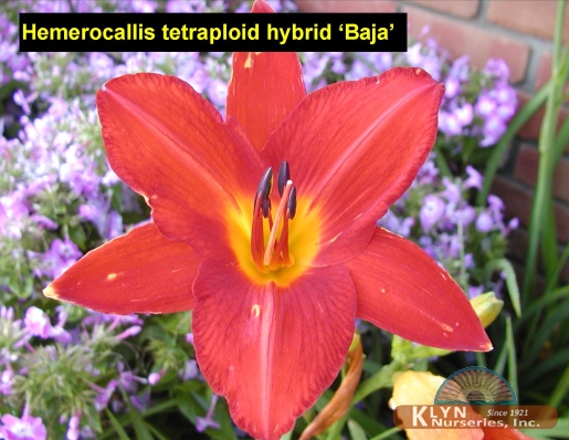 HEMEROCALLIS tetraploid hybrid 'Baja' - Baja Daylily