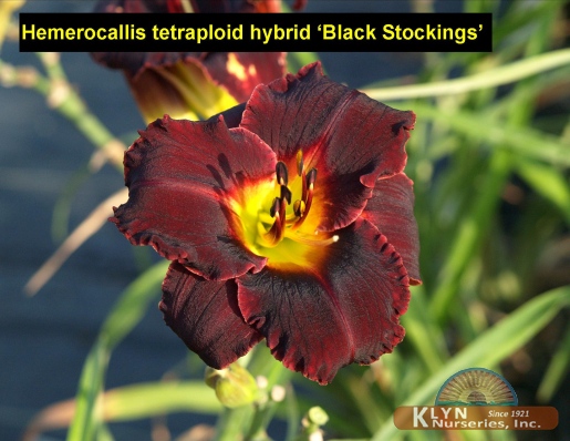 HEMEROCALLIS tetraploid hybrid 'Black Stockings' - Daylily