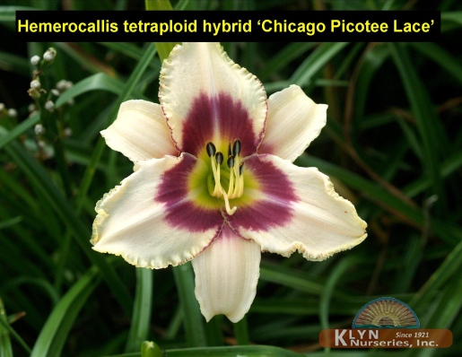HEMEROCALLIS tetraploid hybrid 'Chicago Picotee Lace' - Daylily