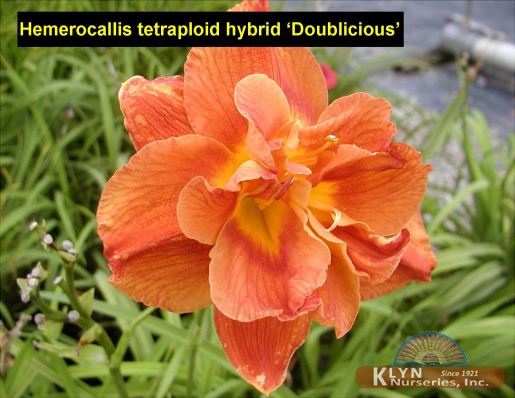 HEMEROCALLIS tetraploid hybrid 'Doublicious' - Doublicious Daylily