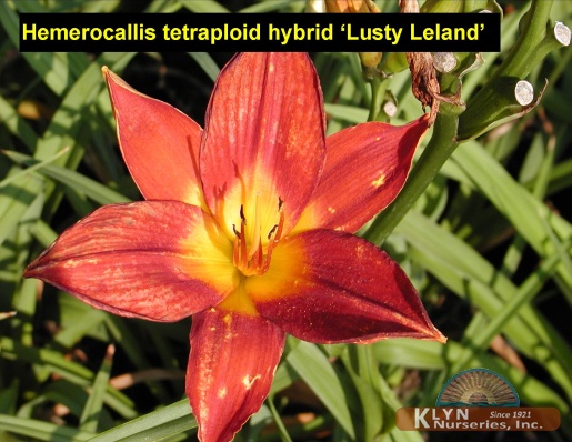 HEMEROCALLIS tetraploid hybrid 'Lusty Leland' - Lusty Leland Daylily