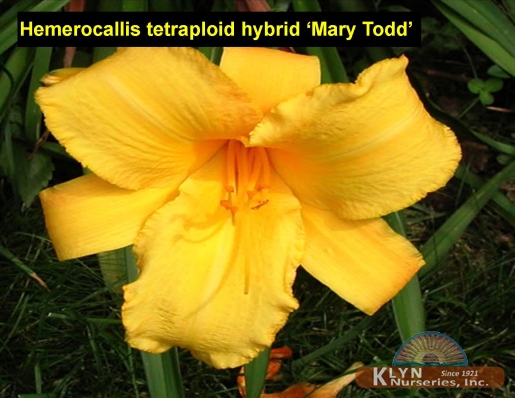 HEMEROCALLIS tetraploid hybrid 'Mary Todd' - Mary Todd Daylily