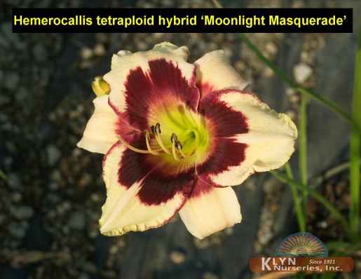 HEMEROCALLIS tetraploid hybrid 'Moonlight Masquerade' - Daylily