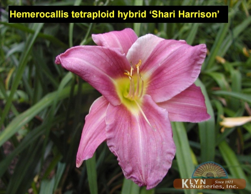 HEMEROCALLIS tetraploid hybrid 'Shari Harrison' - Shari Harrison Daylily