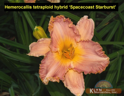 HEMEROCALLIS tetraploid hybrid 'Spacecoast Starburst' - Daylily