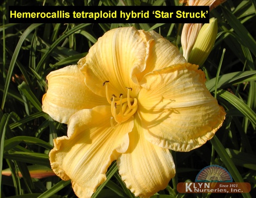 HEMEROCALLIS tetraploid hybrid 'Star Struck' - Star Struck Daylily