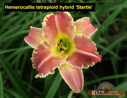 HEMEROCALLIS tetraploid hybrid 'Startle' - Startle Daylily