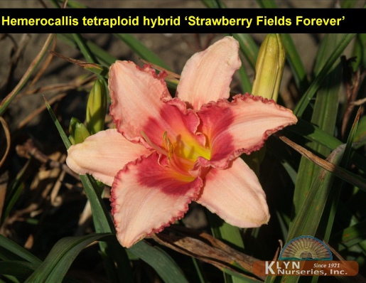 HEMEROCALLIS tetraploid hybrid 'Strawberry Fields Forever' - Daylily