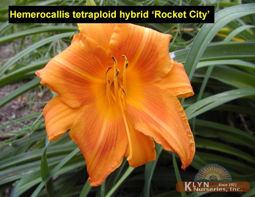 HEMEROCALLIS tetraploid hybrid 'Rocket City' - Rocket City Daylily
