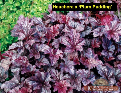 HEUCHERA x 'Plum Pudding' - Plum Pudding Coral Bells