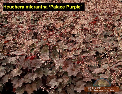 HEUCHERA micrantha 'Palace Purple' - Palace Purple Coral Bells