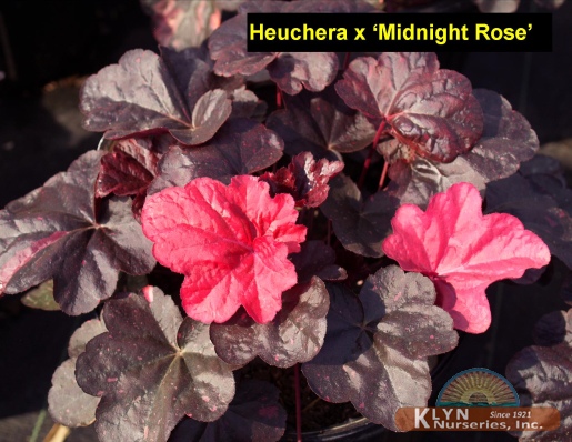 HEUCHERA x 'Midnight Rose' - Midnight Rose Coral Bells