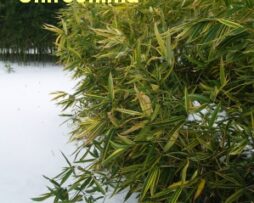 HIBANOBAMBUSA tranquillans 'Shiroshima' - Shiroshima Bamboo