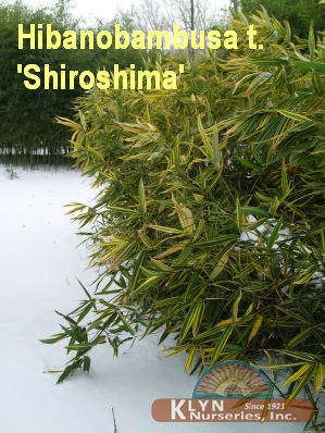 HIBANOBAMBUSA tranquillans 'Shiroshima' - Shiroshima Bamboo