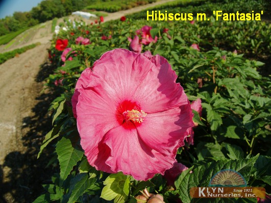 HIBISCUS moscheutos 'Fantasia' - Giant Hibiscus or Rose Mallow