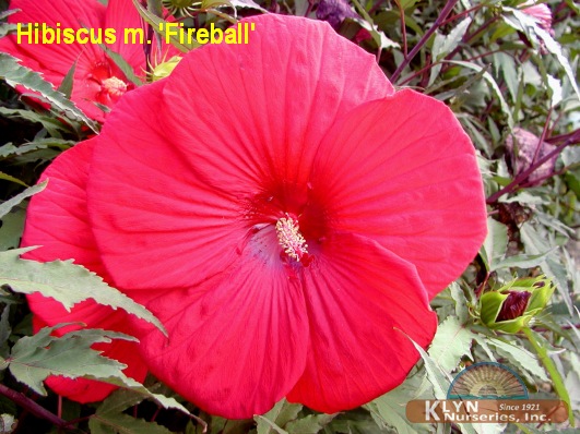 HIBISCUS moscheutos 'Fireball' - Giant Hibiscus or Rose Mallow