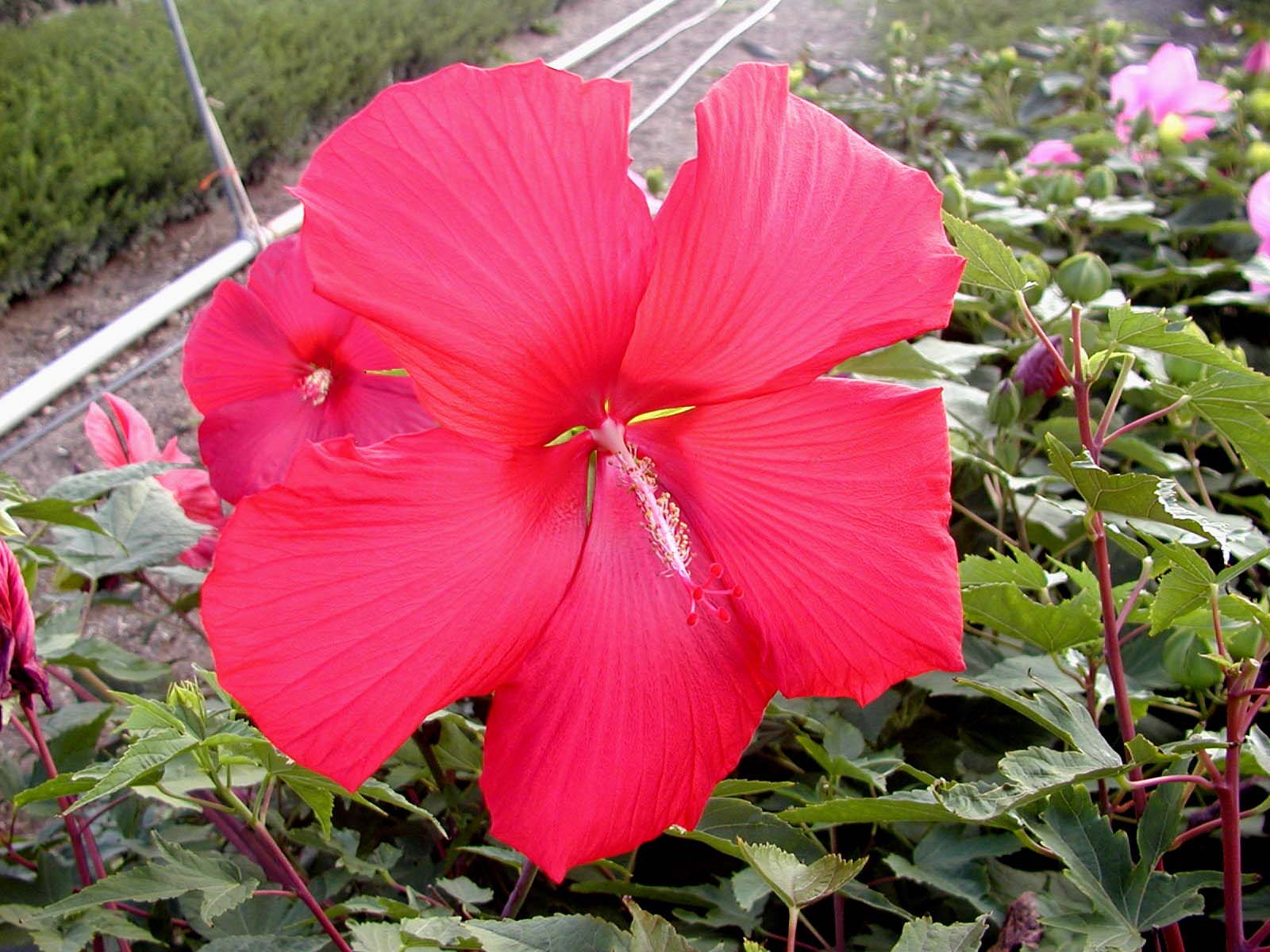 HIBISCUS moscheutos 'Lord Baltimore' - Giant Hibiscus or Rose Mallow