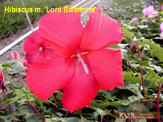 HIBISCUS moscheutos 'Lord Baltimore' - Giant Hibiscus or Rose Mallow