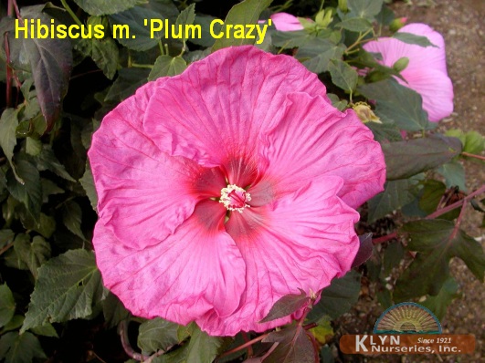 HIBISCUS moscheutos 'Plum Crazy' - Giant Hibiscus or Rose Mallow