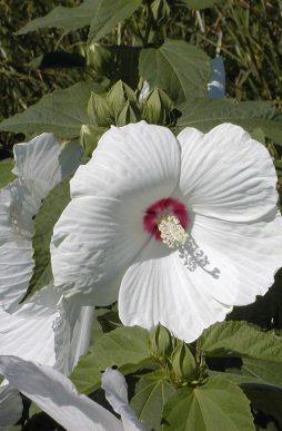 HIBISCUS moscheutos 'Ruby Dot' - Giant Hibiscus or Rose Mallow