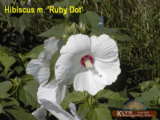 HIBISCUS moscheutos 'Ruby Dot' - Giant Hibiscus or Rose Mallow