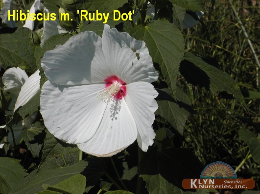HIBISCUS moscheutos 'Ruby Dot'