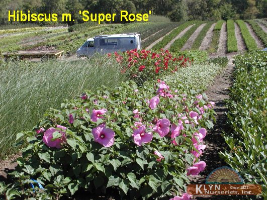 HIBISCUS moscheutos 'Super Rose'