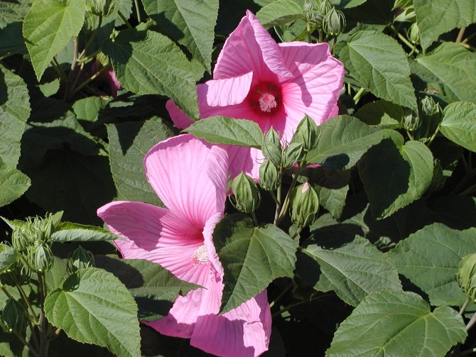 HIBISCUS moscheutos 'Super Rose' - Giant Hibiscus or Rose Mallow